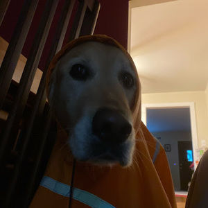 Meet your Posher, Alice